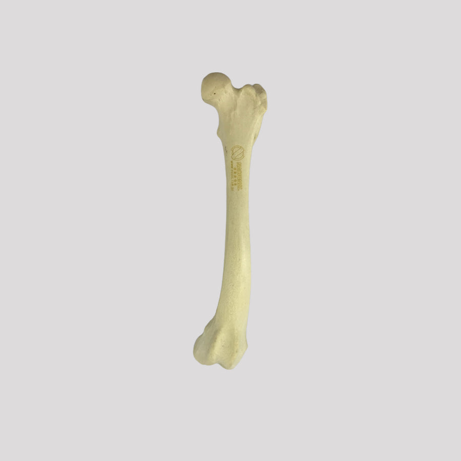 AV250 EDDVR - RIGHT CANINE FEMUR WITH MED. CANAL, CANC. MATERIAL AND DISTAL VARUS DEFORMITY