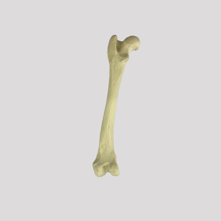 AV250 EDDVR - RIGHT CANINE FEMUR WITH MED. CANAL, CANC. MATERIAL AND DISTAL VARUS DEFORMITY