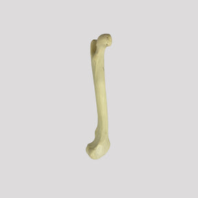 AV250 EDDVR - RIGHT CANINE FEMUR WITH MED. CANAL, CANC. MATERIAL AND DISTAL VARUS DEFORMITY