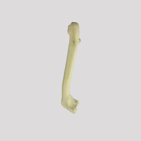 AV250 EDDVR - RIGHT CANINE FEMUR WITH MED. CANAL, CANC. MATERIAL AND DISTAL VARUS DEFORMITY