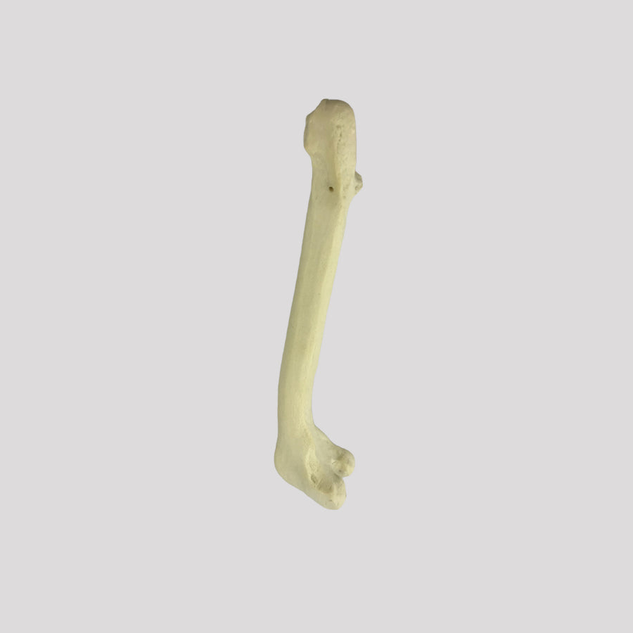 AV250 EDDVR - RIGHT CANINE FEMUR WITH MED. CANAL, CANC. MATERIAL AND DISTAL VARUS DEFORMITY