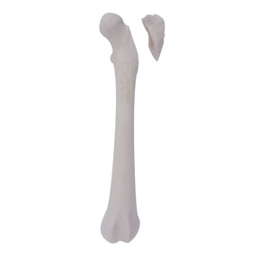 AV250ESPF2 - LEFT CANINE FEMUR WITH MED. CANAL, CANC. MATERIAL AND PROXIMAL FX