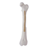 AV250ESPF3 - LEFT CANINE FEMUR WITH MED. CANAL, CANC. MATERIAL AND COMMINUTED FX