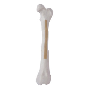 AV250ESPF3 - LEFT CANINE FEMUR WITH MED. CANAL, CANC. MATERIAL AND COMMINUTED FX