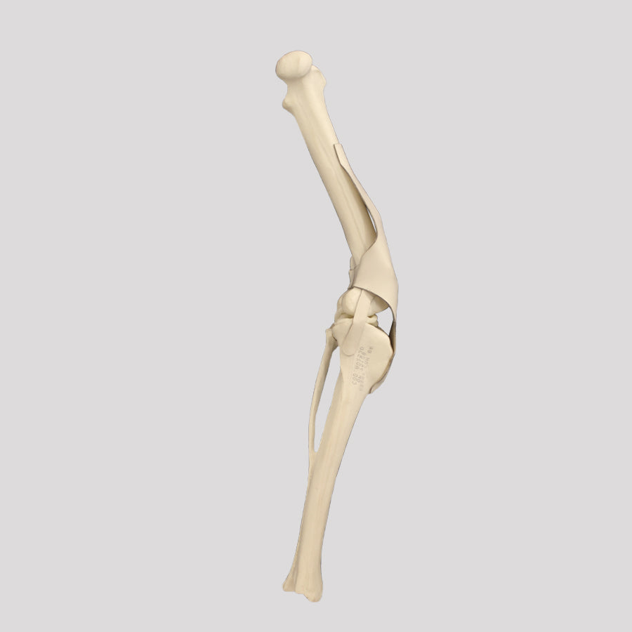 12695 - RIGHT CANINE KNEE WITH PATELLAR DISLOCATION