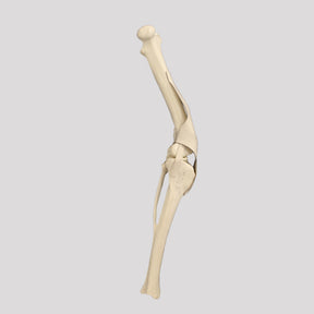 AV253 D - RIGHT CANINE KNEE WITH PATELLAR DISLOCATION