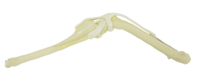AV256 E - LEFT CANINE KNEE WITH CANC. MAT. AND DEFORM.
