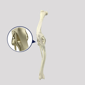 AV259 D - RIGHT CANINE STIFLE W/ MED. CANAL AND CANC. MATERIAL W/ DEFORMITY VARUS AND VALGUS