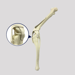 AV259 D - RIGHT CANINE STIFLE W/ MED. CANAL AND CANC. MATERIAL W/ DEFORMITY VARUS AND VALGUS