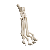 AV270 - LEFT CANINE TARSUS WITH LIGAMENTS