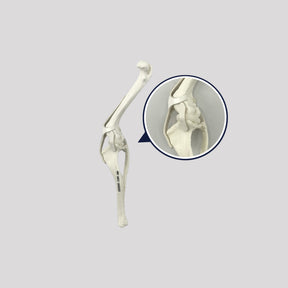 12493 - RADIOPAQUE SMALL CANINE RIGHT KNEE WITH LIGAMENTS