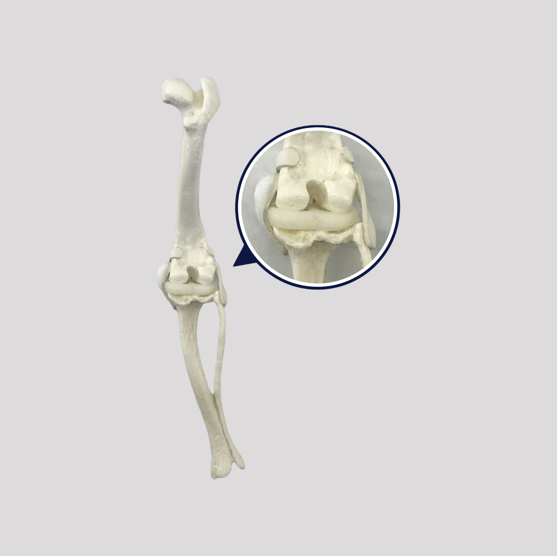 12493 - RADIOPAQUE SMALL CANINE RIGHT KNEE WITH LIGAMENTS