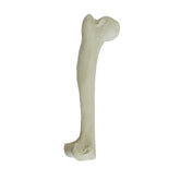 AV300 - RIGHT CANINE HUMERUS