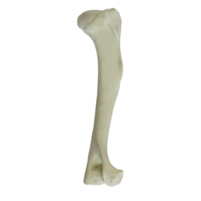 AV300 - RIGHT CANINE HUMERUS