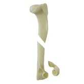 AV300ESPF2 - RIGHT CANINE HUMERUS WITH MED. CANAL, CANC. MATERIAL AND COMMINUTED FX