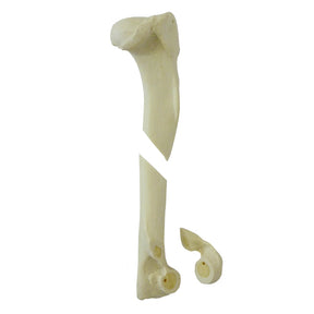 12546 - RADIOPAQUE RIGHT CANINE HUMERUS WITH MED. CANAL, CANC. MATERIAL AND COMMINUTED FX