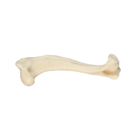 AV301P - RIGHT SMALL CANINE HUMERUS WITH MED. CANAL