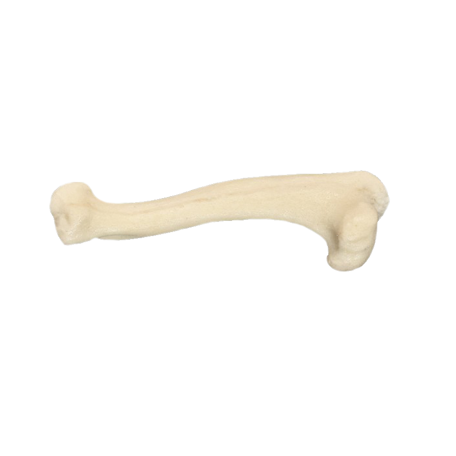 AV301P - RIGHT SMALL CANINE HUMERUS WITH MED. CANAL