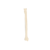 AV310P - RIGHT SMALL CANINE RADIUS