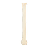 12522 - RADIOPAQUE RIGHT LARGE CANINE RADIUS WITH MEDULLARY CANAL
