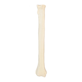 12522 - RADIOPAQUE RIGHT LARGE CANINE RADIUS WITH MEDULLARY CANAL