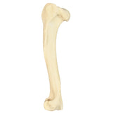 AV350 - LEFT CANINE HUMERUS