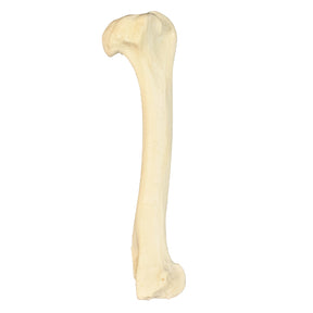 AV350 - LEFT CANINE HUMERUS