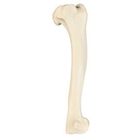 12521 - RADIOPAQUE LEFT LARGE CANINE HUMERUS WITH MEDUALLARY CANAL AND CANCELLOUS MATERIAL