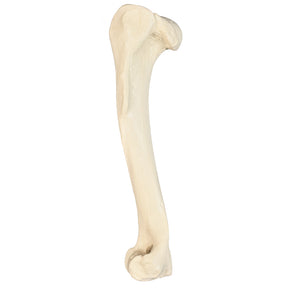 12521 - RADIOPAQUE LEFT LARGE CANINE HUMERUS WITH MEDUALLARY CANAL AND CANCELLOUS MATERIAL