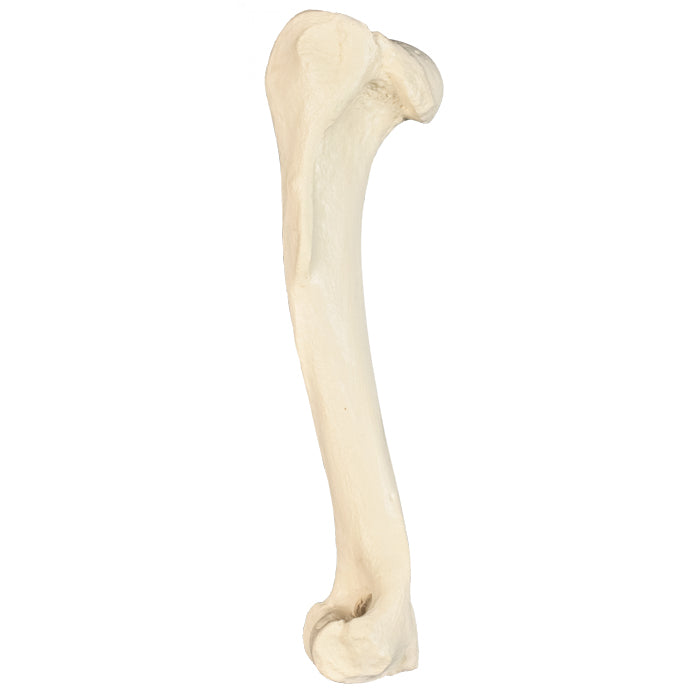 AV350ESP - LEFT CANINE HUMERUS WITH CANC. MATERIAL AND MED. CANAL