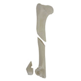 12547 - RADIOPAQUE LEFT CANINE HUMERUS WITH MED. CANAL, CANC. MATERIAL AND COMMINUTED FX