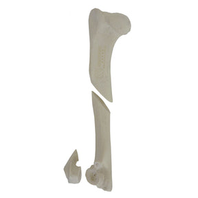 AV350ESPF1 - LEFT CANINE HUMERUS WITH MED. CANAL, CANC. MATERIAL AND COMMINUTED FX