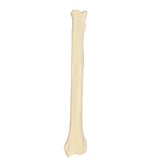 AV361 - LEFT CANINE RADIUS WITH MED. CANAL