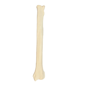 AV361 - LEFT CANINE RADIUS WITH MED. CANAL