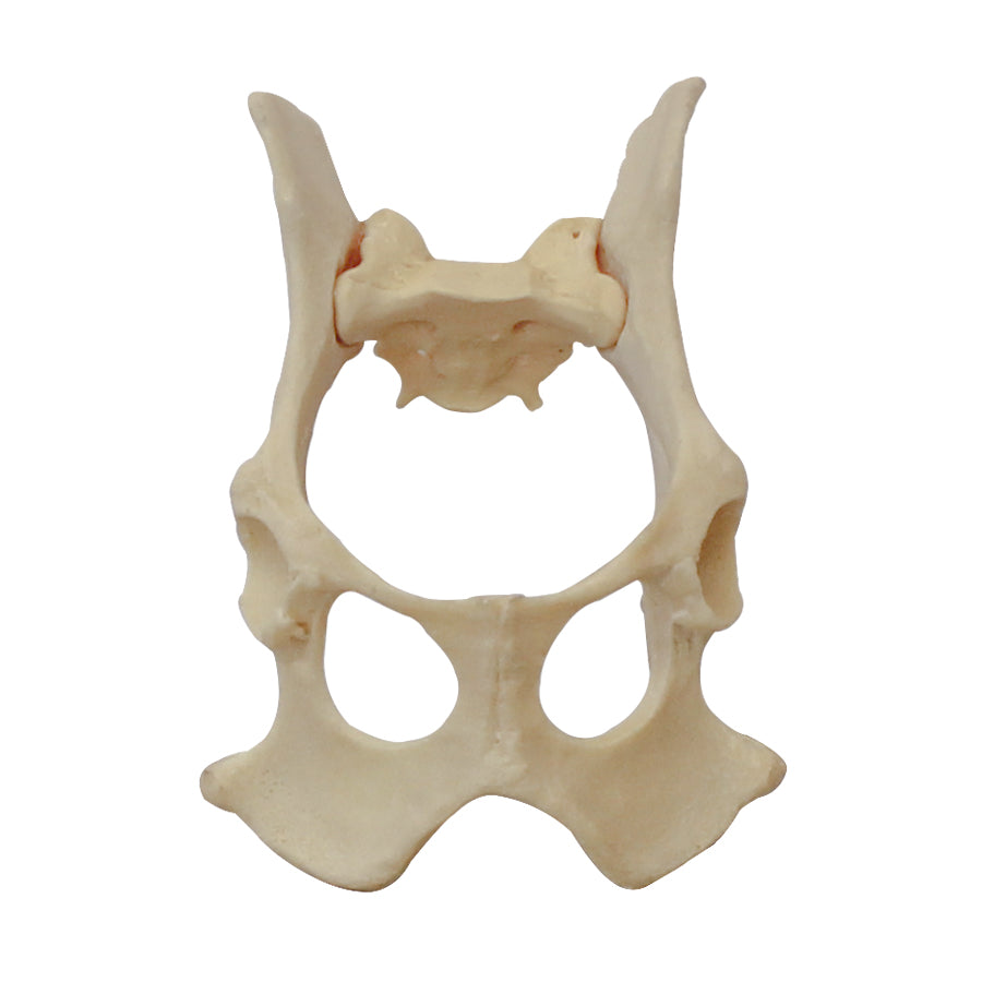 12484 - RADIOPAQUE SMALL CANINE FULL PELVIS WITH SACRUM SEPARATE