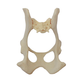 12484 - RADIOPAQUE SMALL CANINE FULL PELVIS WITH SACRUM SEPARATE