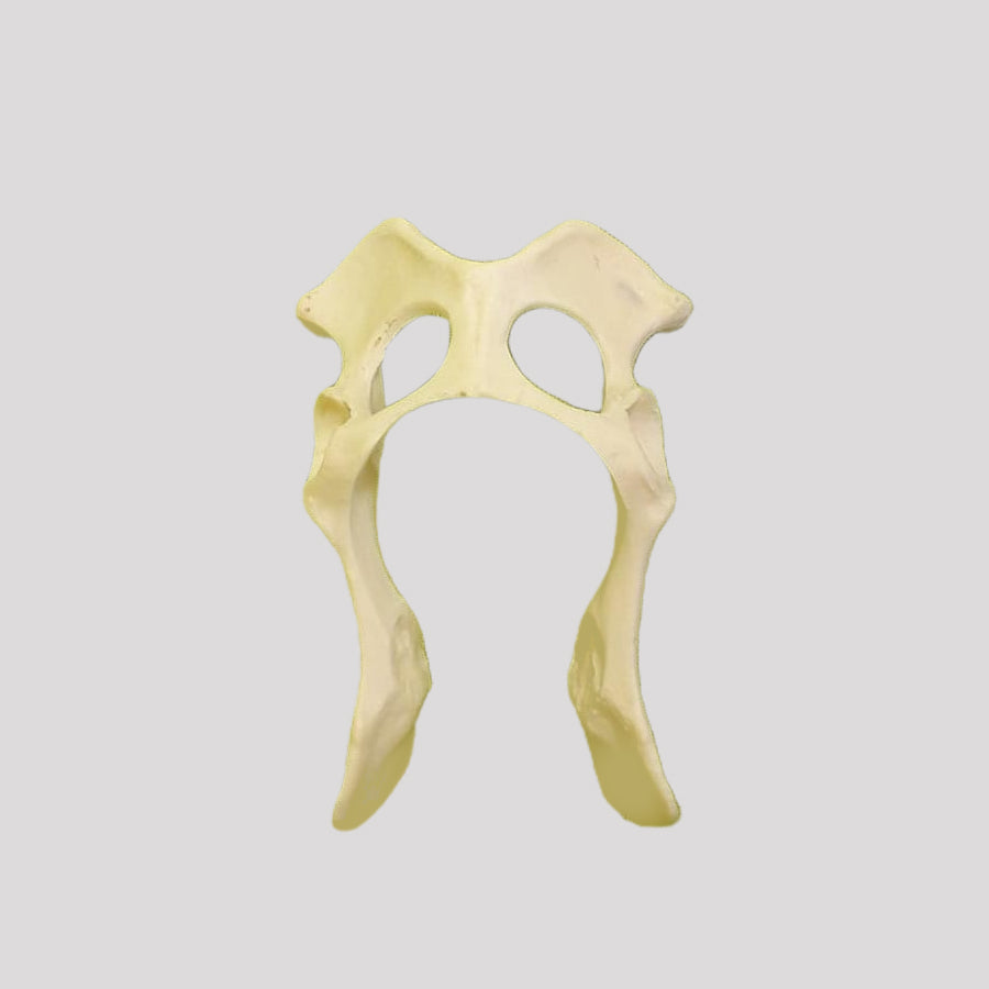 AV402 P - FULL SMALL PELVIS WITHOUT SACRUM