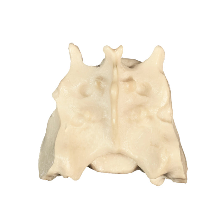 AV403 - CANINE SACRUM