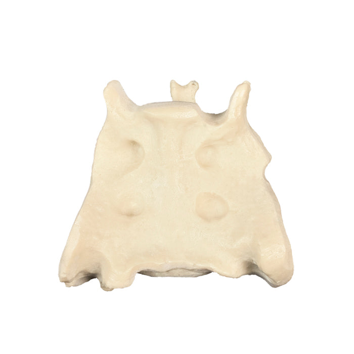 AV403 - CANINE SACRUM