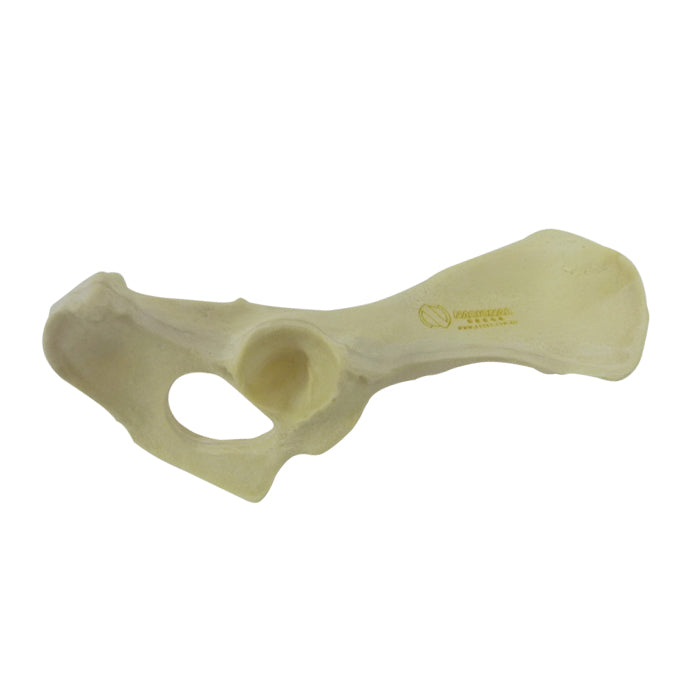 AV404 D - RIGHT CANINE PELVIS