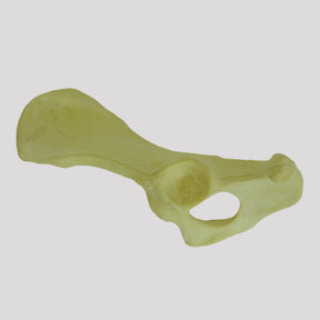 AV404 E - LEFT CANINE PELVIS