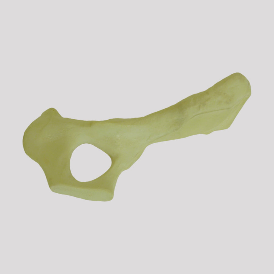 AV404 E - LEFT CANINE PELVIS