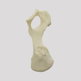 12486 - RADIOPAQUE SMALL CANINE LEFT PELVIS