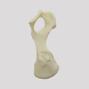 12486 - RADIOPAQUE SMALL CANINE LEFT PELVIS