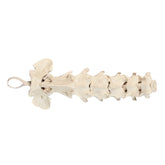 12734 - RADIOPAQUE CANINE CERVICAL SPINE
