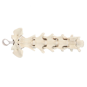 12734 - RADIOPAQUE CANINE CERVICAL SPINE
