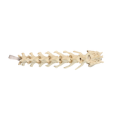 12740 - CANINE LUMBOSACRAL SPINE