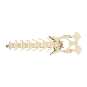 12742 - CANINE LUMBAR SPINE WITH FULL PELVIS AND SACRUM