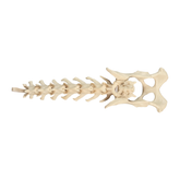 AV413 - CANINE LUMBAR SPINE WITH FULL PELVIS AND SACRUM