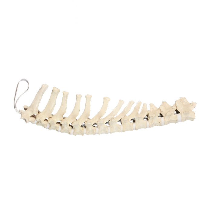 AV414 - CANINE THORACIC  SPINE